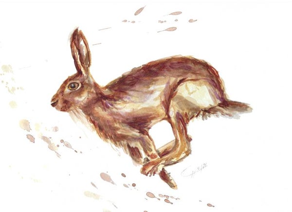 Rennender Haase
