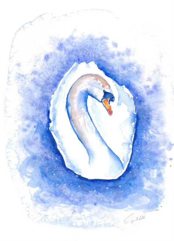 Schwan im Winter