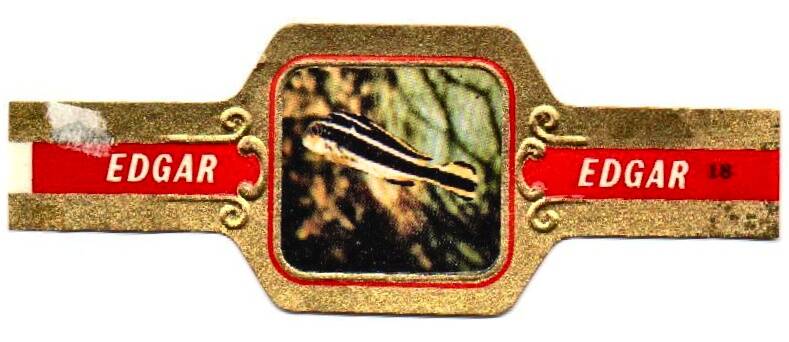 1_04-standard-ajnj2w.jpg