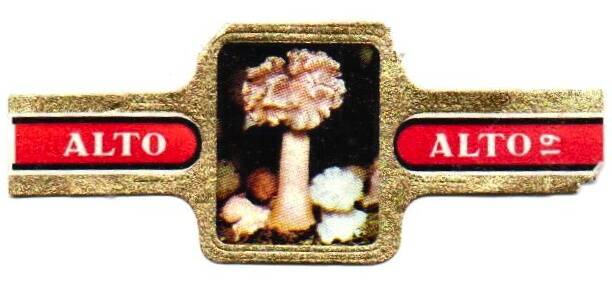 1_16-standard-j6sib3.jpg
