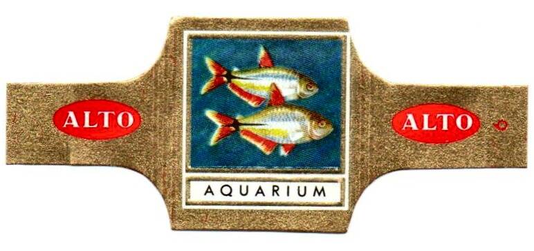 3_04-standard-asupbn.jpg
