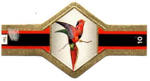 vogels-papagaai-10-standard.jpg