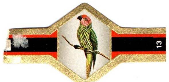 vogels-papagaai-13-standard.jpg