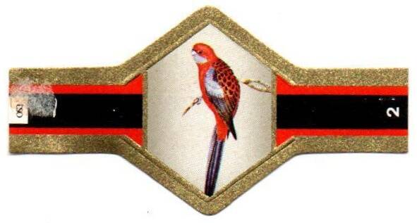 vogels-papagaai-2-standard.jpg