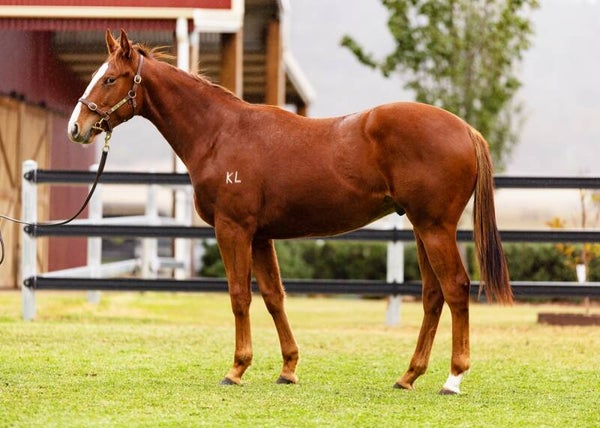 Ellsberg x Santorini Miss 24'' Colt