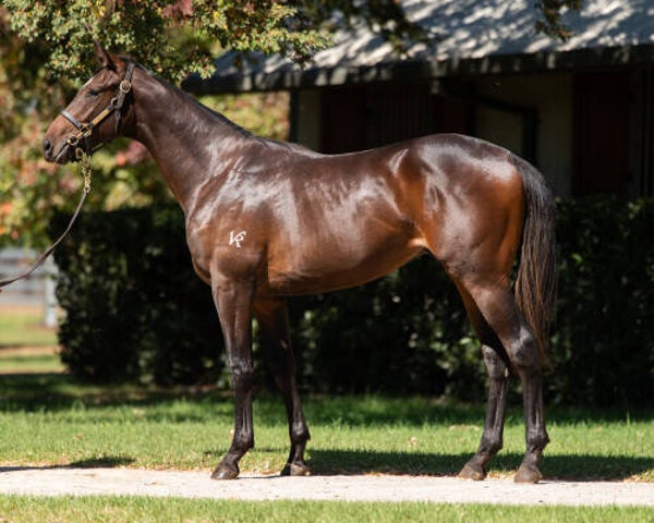 Trapeze Artist x Gais Choice ''24 colt