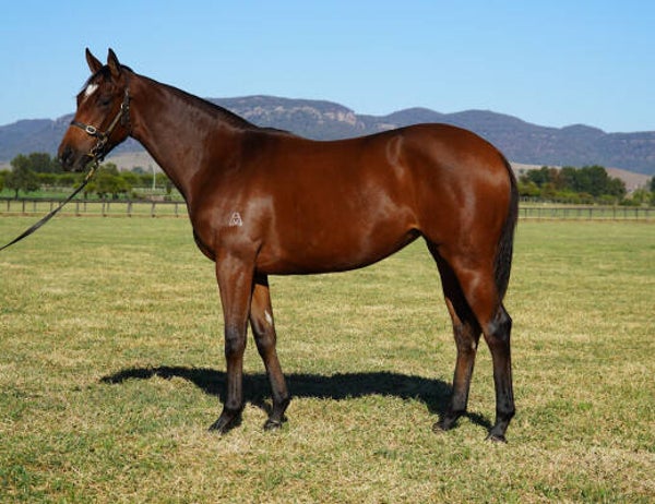 Admire mars x Moon Rose 24'' filly