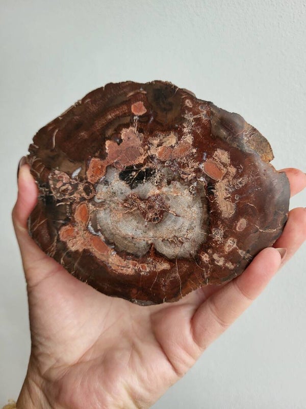 schijf van versteend hout