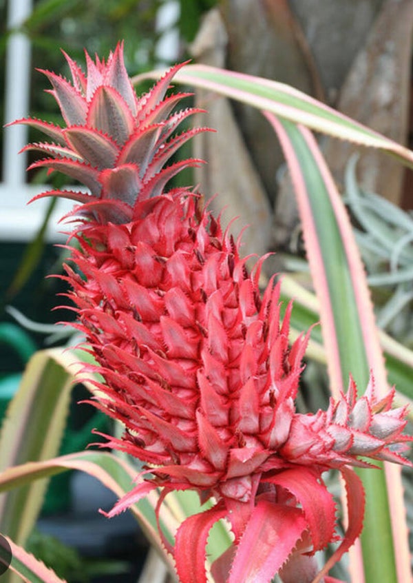 Abacaxi vermelho