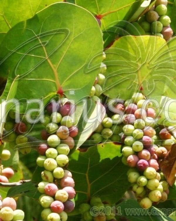 COCCOLOBA UVIFERA - SEA GRAPE