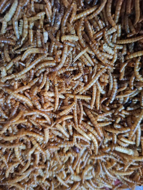 Getrocknete Mehlwürmer