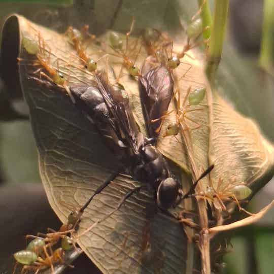 Oecophylla smaragdina (Australien)