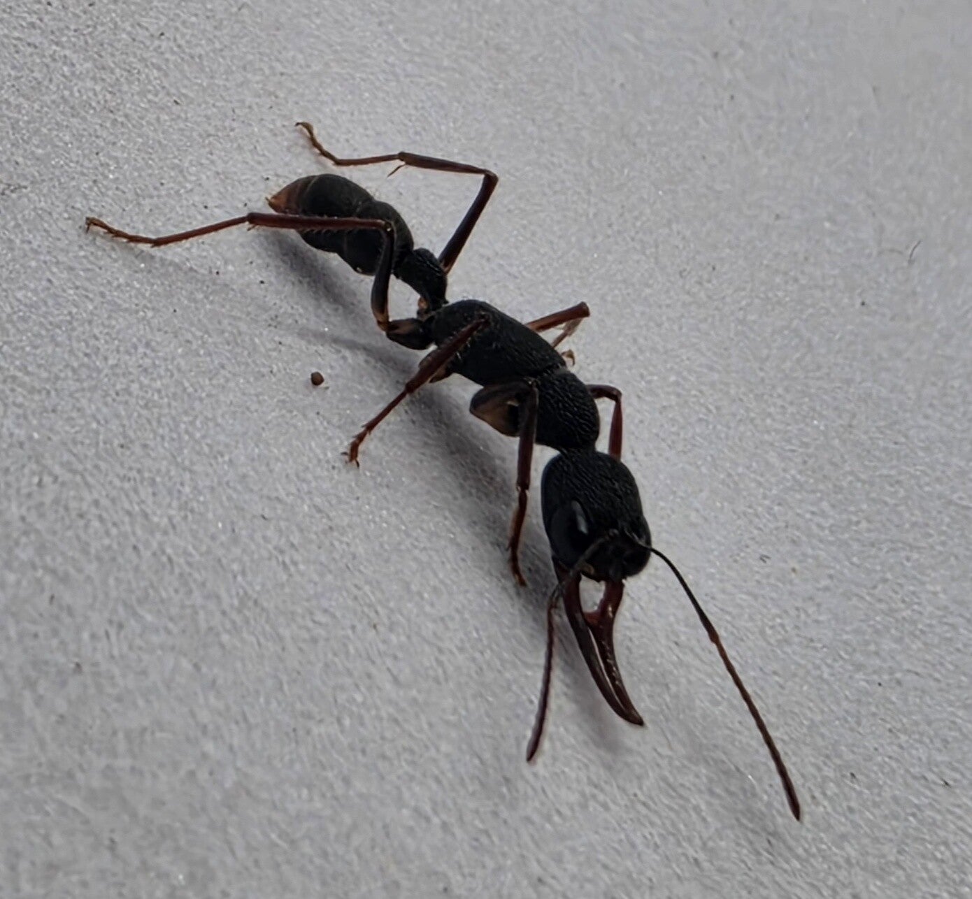 Harpegnathos venator.