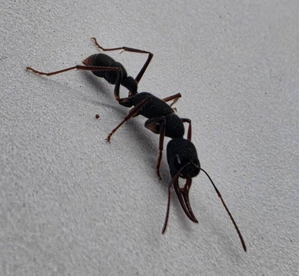 Harpegnathos venator.