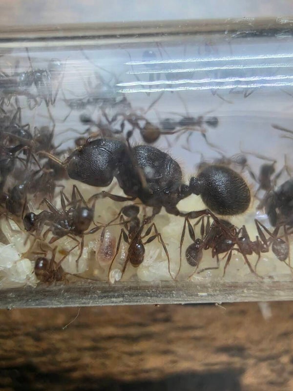 Pheidole noda