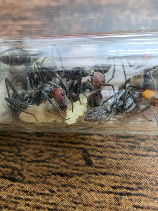 Camponotus Singularis