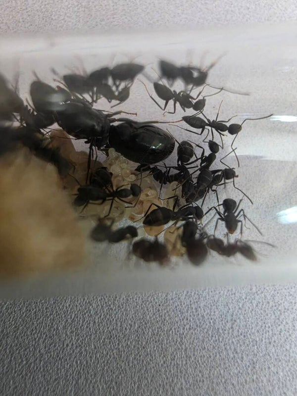 Camponotus Sp. Afrika