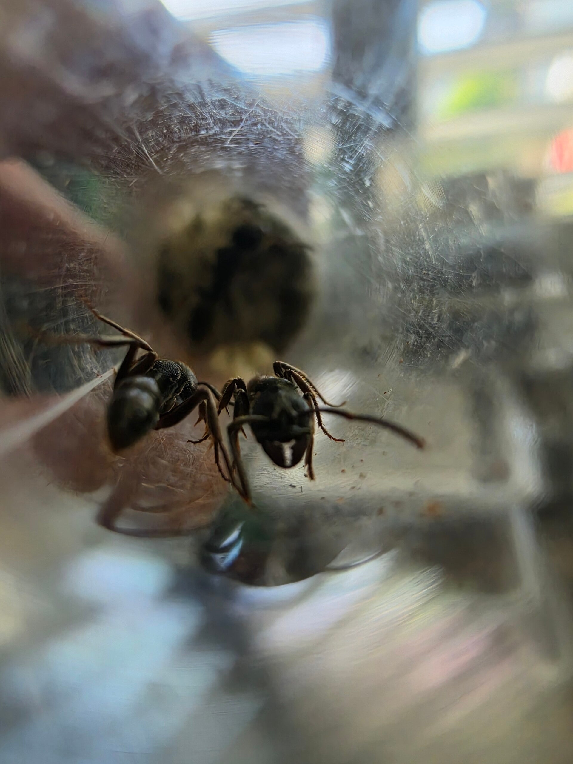 Odontoponera denticulatus