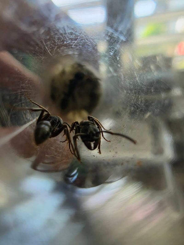 Odontoponera denticulatus