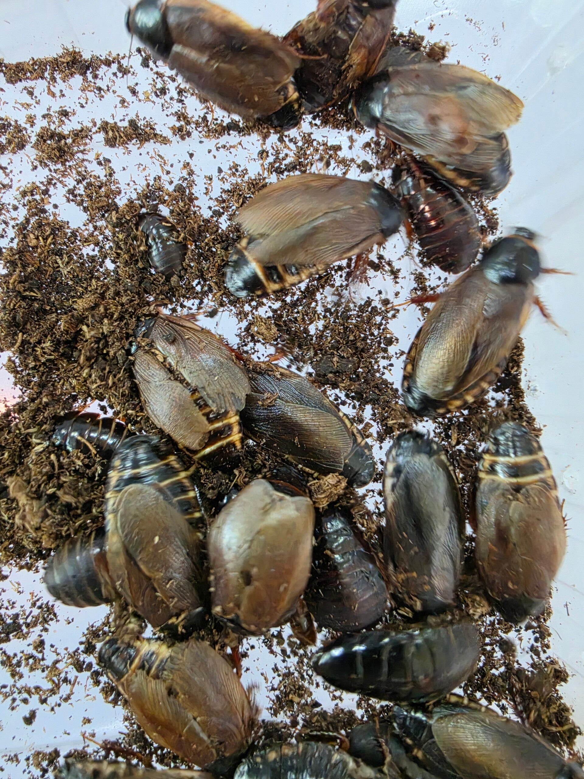 Surinam-Schabe (Pycnoscelus surinamensis)