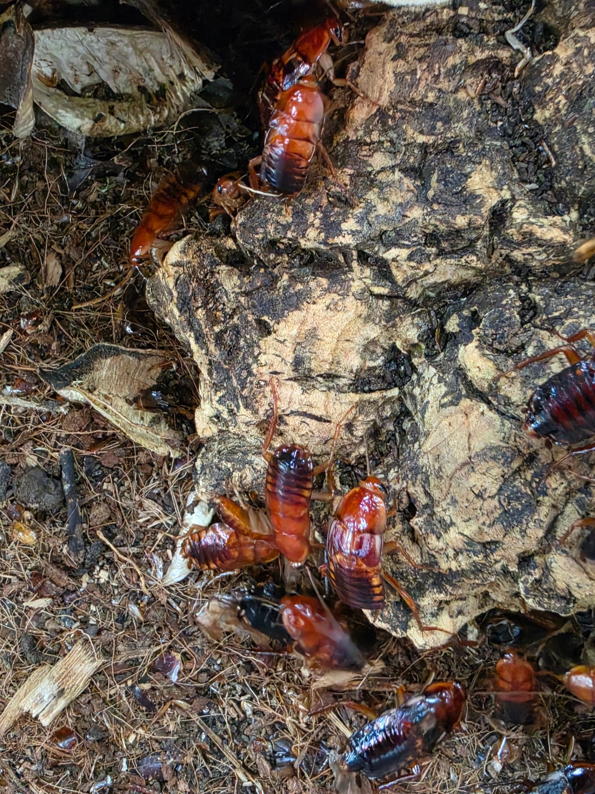 Schockoschaben