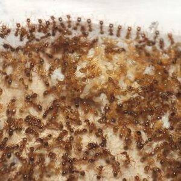 Pheidole pallidula