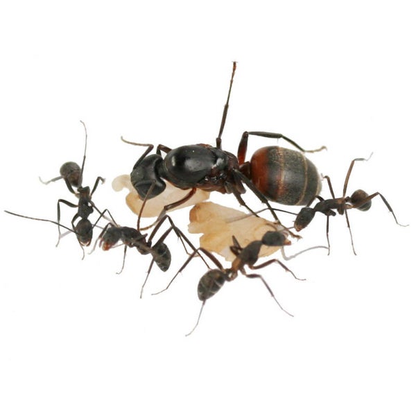 Camponotus cruentatus