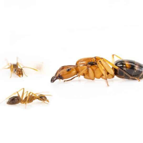 Camponotus maculatus subnudus.