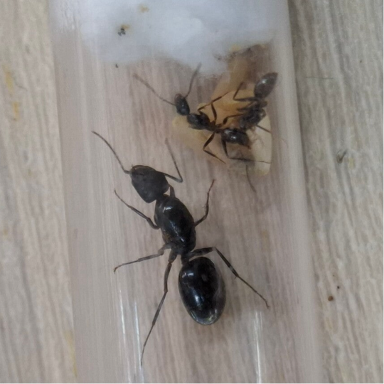 Camponotus Alii