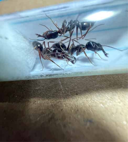 Odontomachus Monticola.