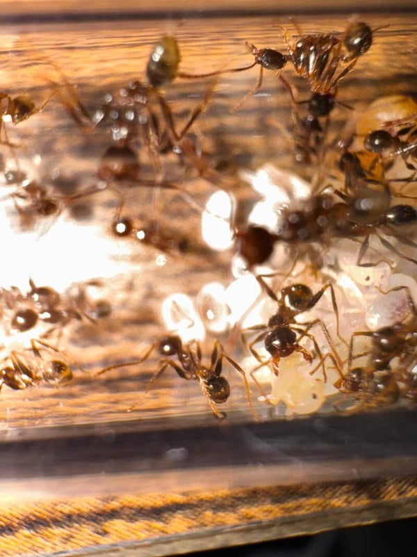 Pheidole Ocellata