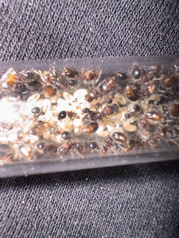 Meranoplus bicolor