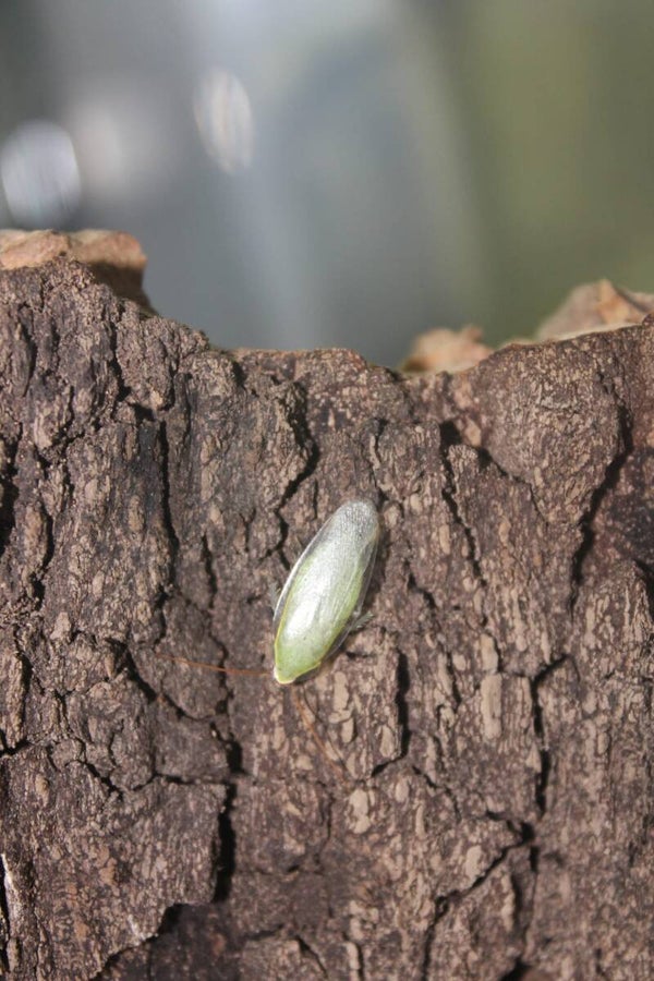 Grüne Bananenschabe (Panchlora nivea)