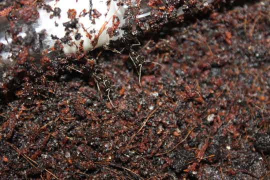 Odontomachus simillimus