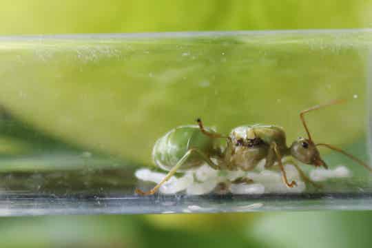 Oecophylla smaragdina (Asiatisch).