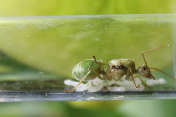 Oecophylla smaragdina (Asiatisch).