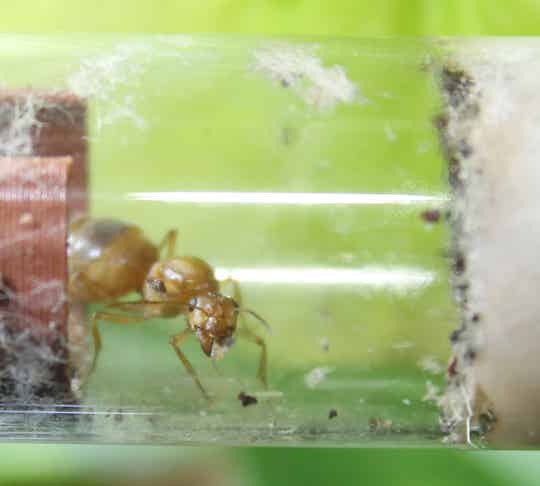 Myrmecocystus mexicanus.