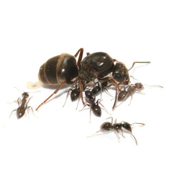 Lasius niger