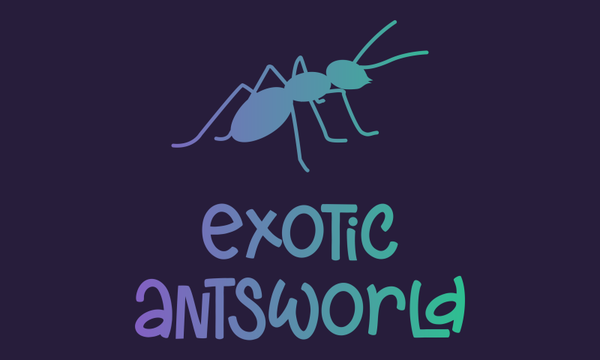 Odontomachus rixosus