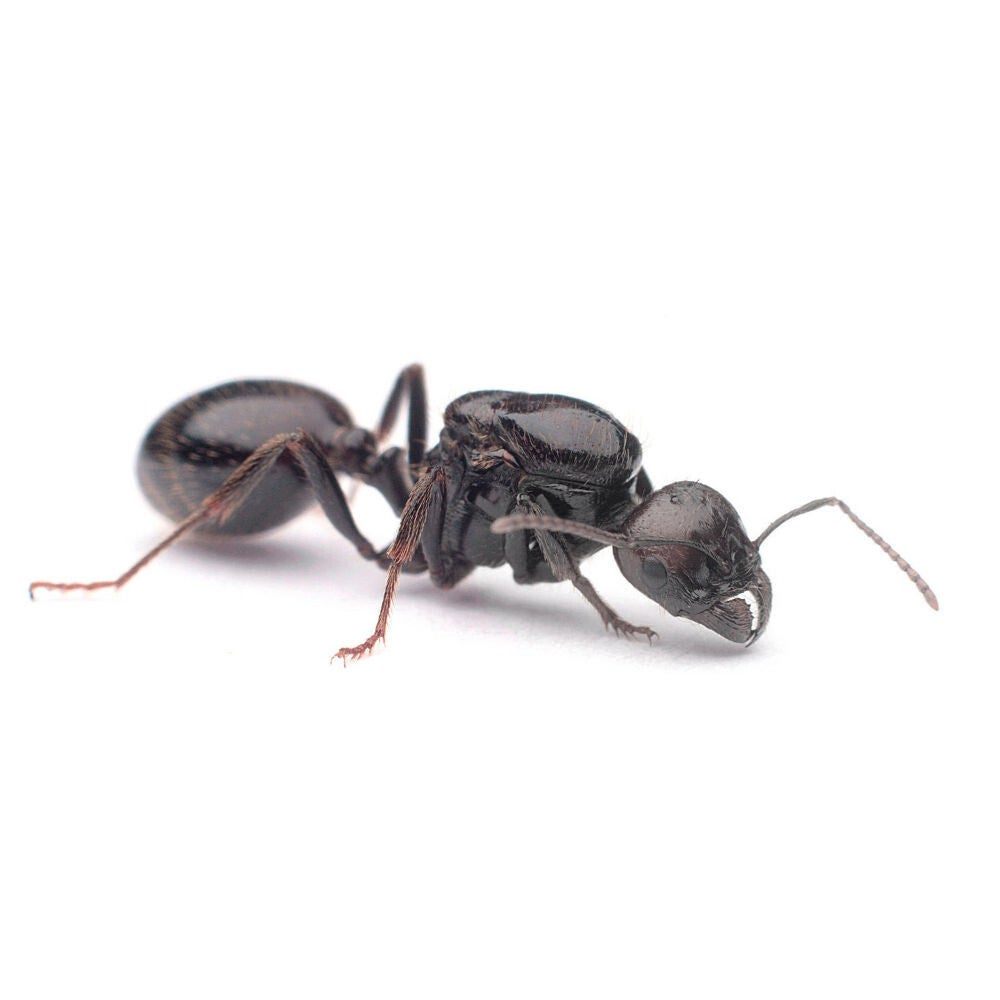 Messor Barbarus.
