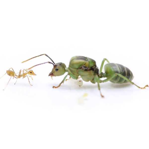Oecophylla smaragdina (Asiatisch).