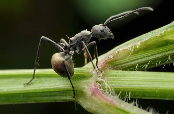 Polyrhachis dives