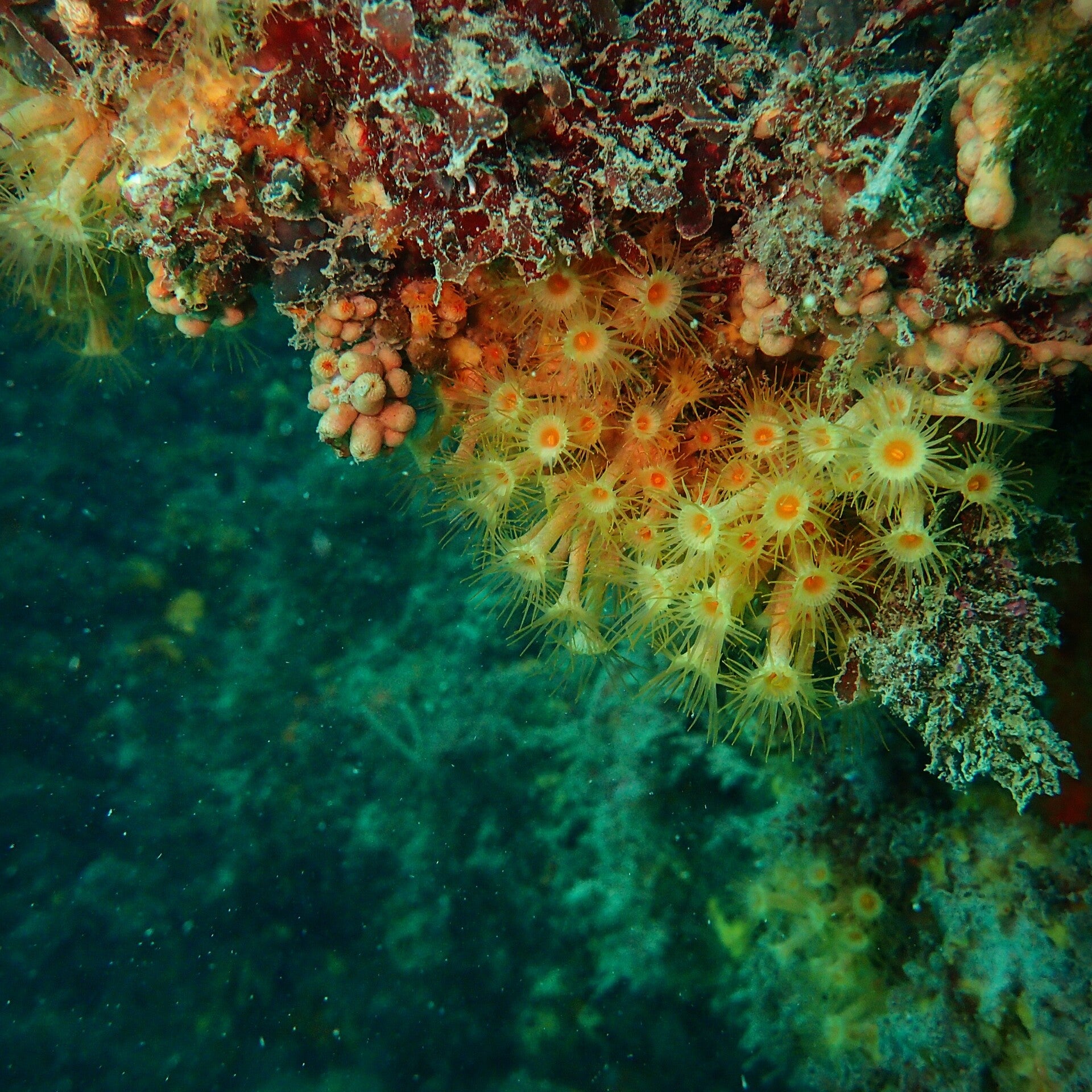 Plongée sous marine, plongée hérault, découvrir la plongée, essayer la plongée 