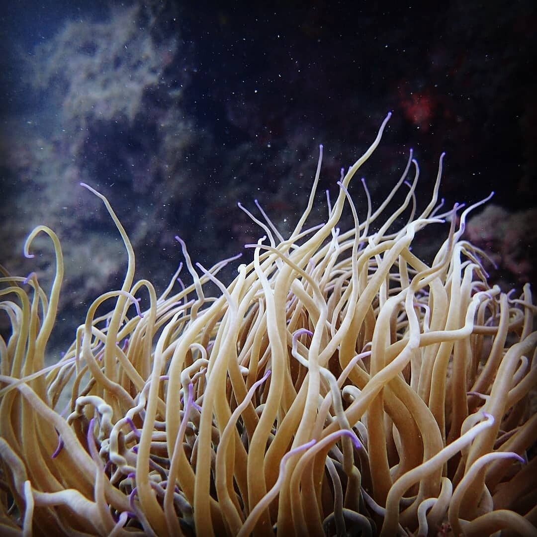 Bio marine plongée sous marine plongée hérault 