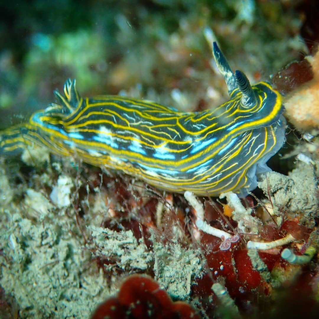 Plongée sous marine, plongée hérault, découvrir la plongée, essayer la plongée 