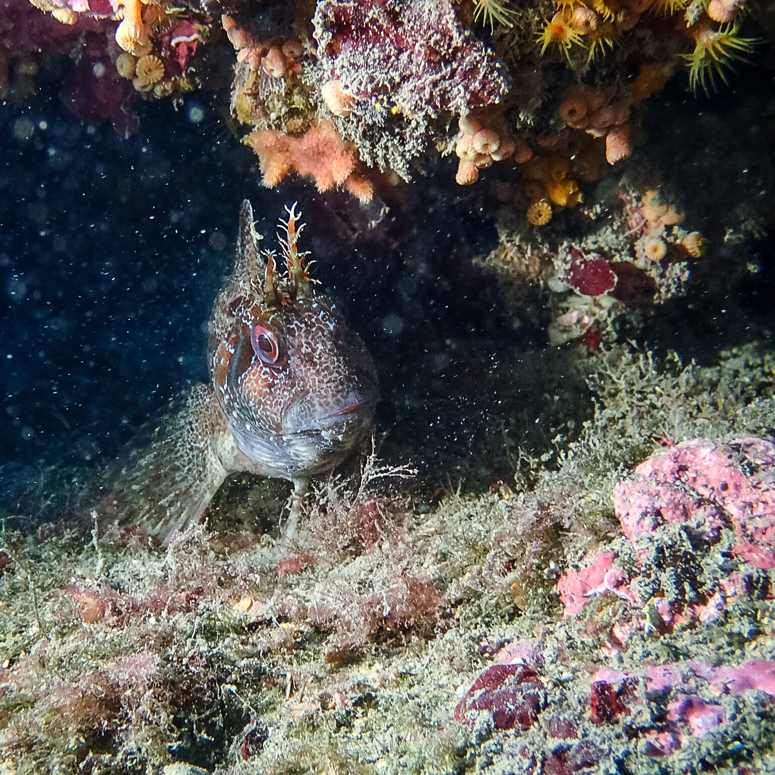Plongée sous marine, plongée hérault, découvrir la plongée, essayer la plongée 