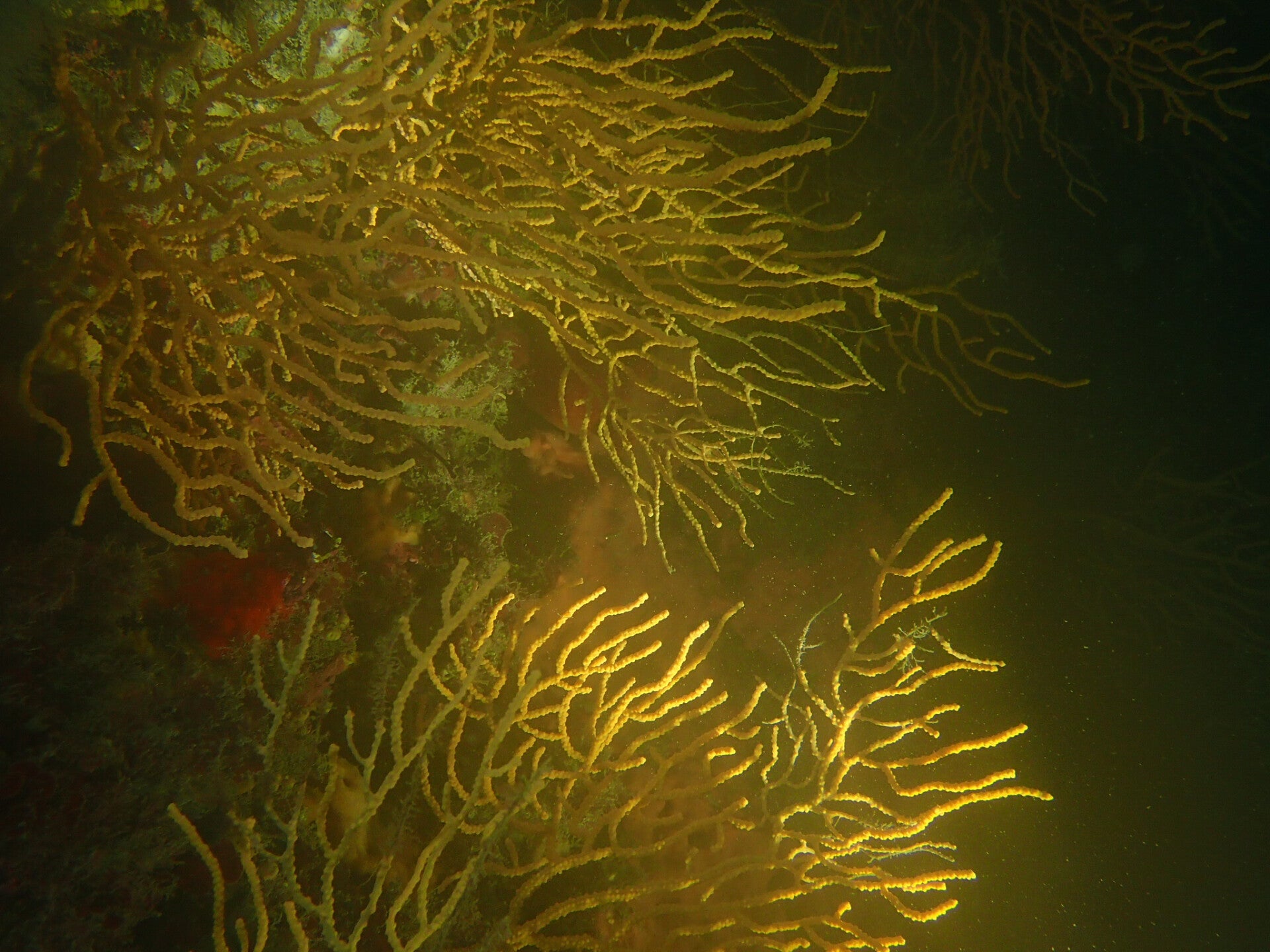 Plongée sous marine, plongée hérault, découvrir la plongée, essayer la plongée 