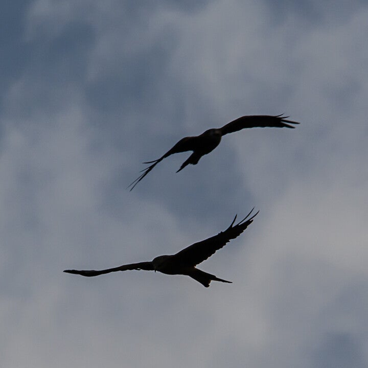 wo red kites silhouetted against a cloudy sky as they cross in flight.