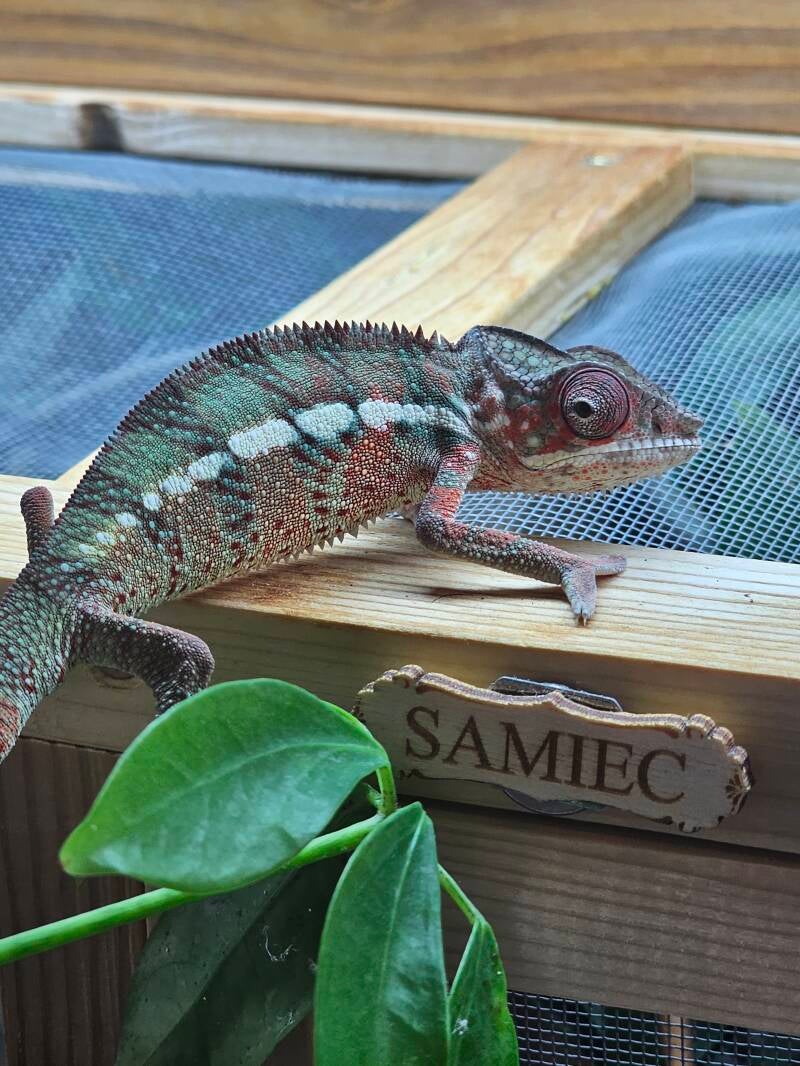 SAMIEC NR 1 ur. 02.2026r.