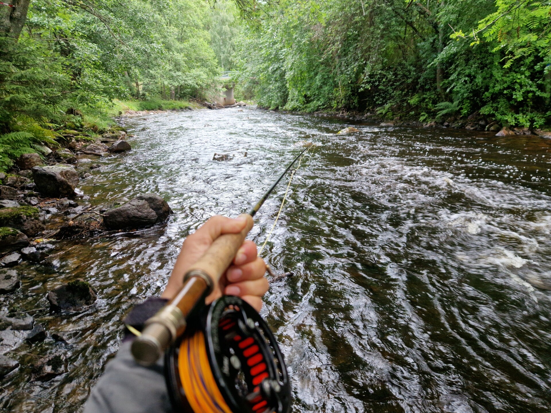Sporfiske i Hedströmmen